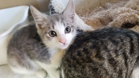 グレー系のかわいい兄妹です♥