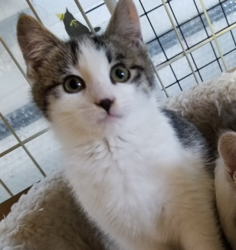 グレー系のかわいい兄妹です♥