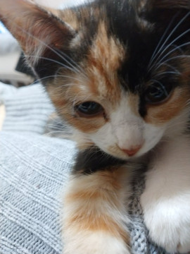 美人三毛猫姉妹