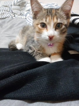 美人三毛猫姉妹