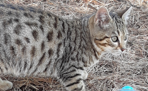豹柄模様の足が短い可愛い子猫です。