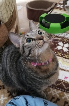 甘えん坊で膝乗り猫