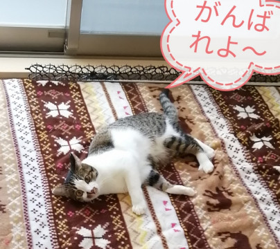 スリスリ、撫でろ～コール♪