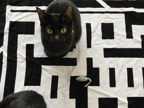 不妊手術済み！黒猫好きさ〜ん！【むつみ】