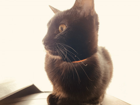 不妊手術済み！黒猫好きさ〜ん！【めぐみ】