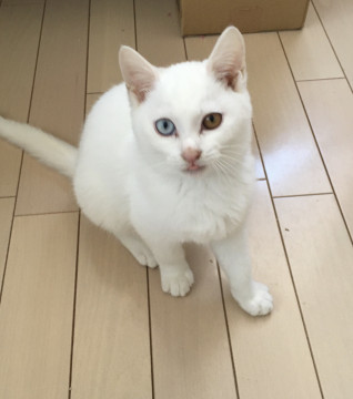 おちゃめなオッドちゃん