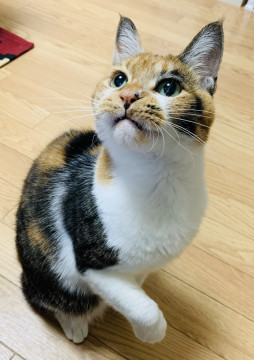 愛敬たっぷり❤️甘えん坊の三毛猫