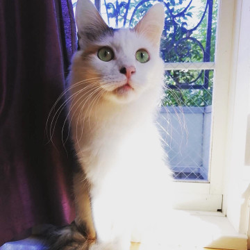 ふわふわゴージャス❤️半長毛の白三毛猫