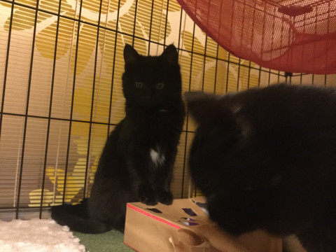 おっとりやややんちゃな黒猫くん