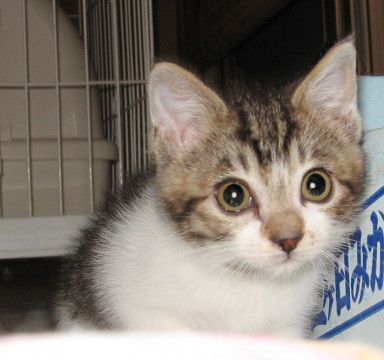 好奇心旺盛だけどちょっと怖がりさん