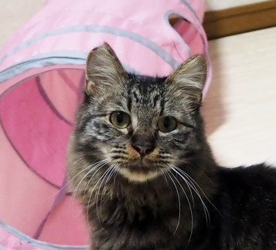 あまえた膝乗りふわふわにゃんこ