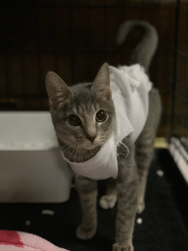 かわゆい　サバトラのおんなのこ♬