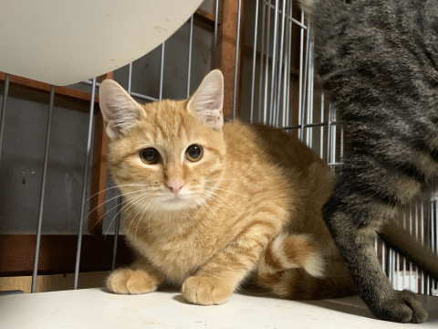 丸顔チャトラの甘えん坊さん