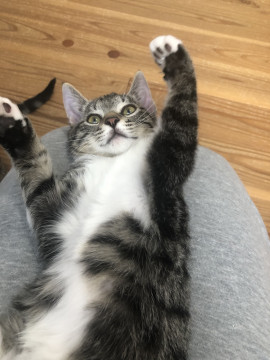 甘ったれ・人が大好きなシラー♂