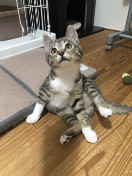 人馴れ勉強中・豹柄が可愛いピノ