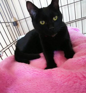 黒猫6匹います。7ヶ月〜1歳半