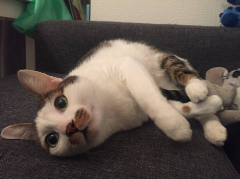 ハート柄が Cute ！チャチャくんです