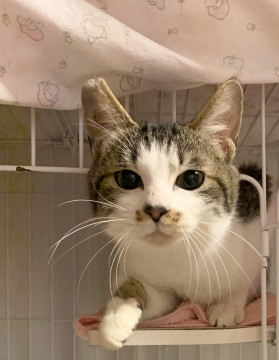 5ヶ月位☆ヤンチャなキジ白兄弟☆令くん♂