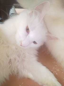 もふもふ甘えん坊の白猫くん