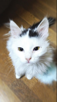 ターキッシュバン似の3ヵ月の男の子