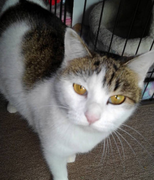 おちゃめな　雉白ちゃん♬