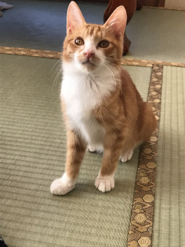 茶白のかわいい女の子