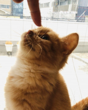 【トライヤル調整中、一時募集停止】
