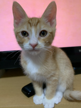 トライアル中です