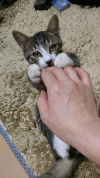 生後２ヶ月半の甘えんぼうキジシロちゃん