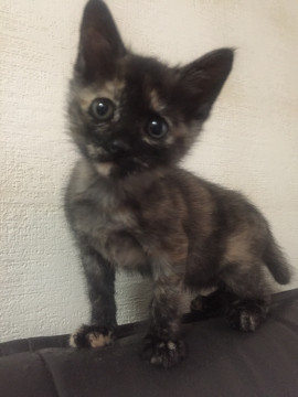 人が大好きで遊び好きな猫です！