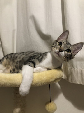 抱っこ大好き甘えん坊なメルロ♂