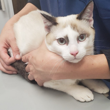 慣れていない猫でも良い方いませんか？