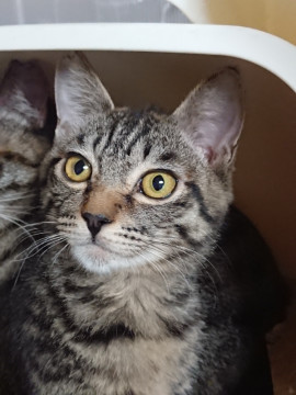 甘えん坊のお膝猫！(^-^)