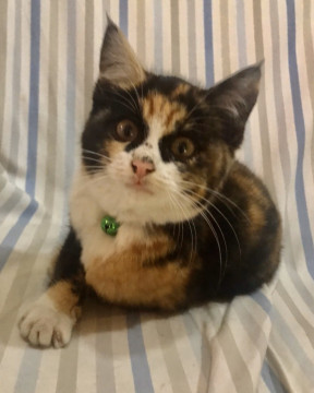 白靴下の人懐っこく可愛い三毛猫ちゃん