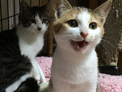 トライアル決定☆三毛ちゃん