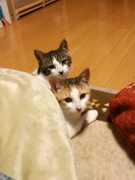 トライアル決定☆キジシロくん