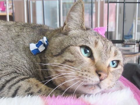 迷子からの保護、飼いやすさ抜群!★エム