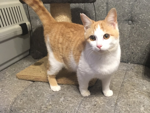 茶白の男の子　7ヶ月　里親募集