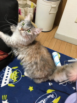 ミックス猫女の子２歳