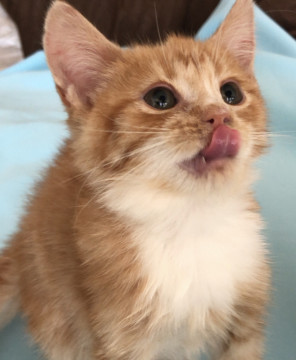 保護子猫2. フレンドリーな男の子