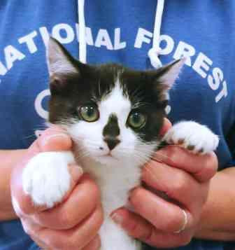 ゴロゴログルグル可愛い黒白くん♪