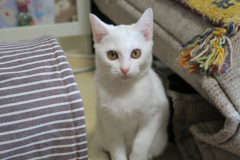 美人な白猫ちゃん