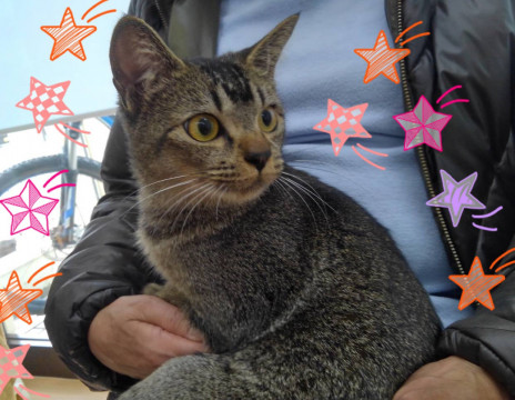 アビシニアン風　2歳くらいの女の子