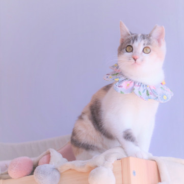 寂しがり屋の甘えん坊☆ホイップちゃん