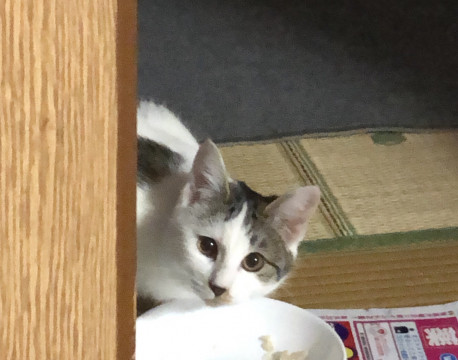もふもふころんころんにゃこちゃん