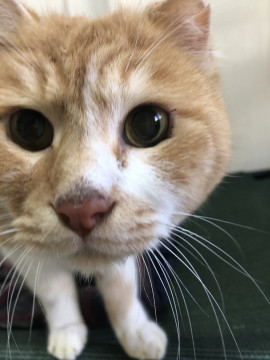 マイペースなきなこ