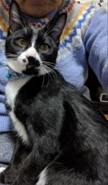 人気のちょびヒゲ男子猫