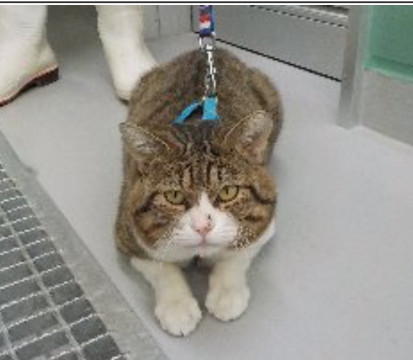 ダブルキャリア 最終期限1/31