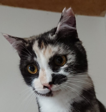 面白い子です！でもベテランさん向き(^-