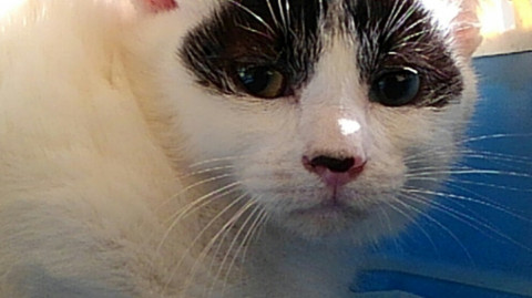 仲良し二匹で里子に出ました♪（エイズ+）